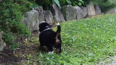 Clover, a female Miniature Bernedoodle for sale in Baltic, OH – 8 of 8