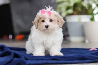 Millie, a female Maltipoo for sale in Baltic, OH – Photo 4 of 5