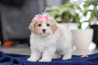 Millie, a female Maltipoo for sale in Baltic, OH – Photo 2 of 5