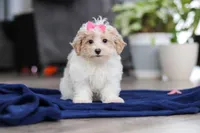 Millie, a female Maltipoo for sale in Baltic, OH – Photo 5 of 5