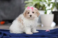 Millie, a female Maltipoo for sale in Baltic, OH – Photo 3 of 5