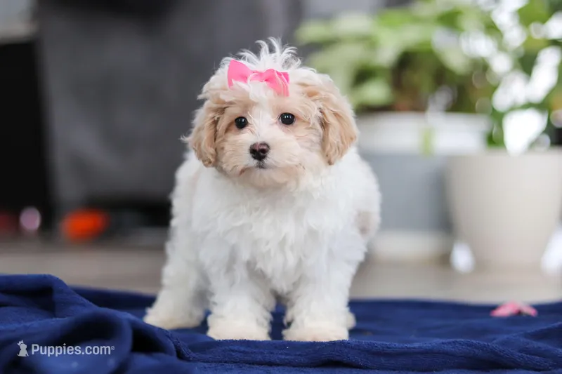 Millie, a female Maltipoo for sale in Baltic, OH – Photo 1 of 5