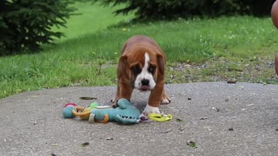 Lucy, a female English Bulldog and Beagle for sale in Baltic, OH – 6 of 6