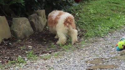Rain, a female Miniature Bernedoodle for sale in Baltic, OH – 6 of 6