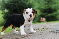 Charlie, a male English Bulldog and Beagle for sale in Baltic, OH – 2 of 6