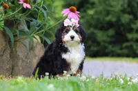Clover, a female Miniature Bernedoodle for sale in Baltic, OH – 7 of 8