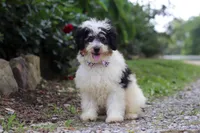 Tundra, a male Miniature Bernedoodle for sale in Baltic, OH – 3 of 5