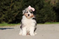 Poppy, a female Poodle - Miniature  for sale in Baltic, OH – 7 of 7