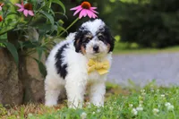 Tundra, a male Miniature Bernedoodle for sale in Baltic, OH – 4 of 9