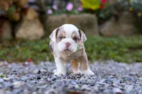 Macie, a female English Bulldog and Beagle for sale in Baltic, OH – Photo 1 of 4
