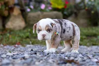 Macie, a female English Bulldog and Beagle for sale in Baltic, OH – Photo 2 of 4