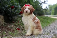 Rain, a female Miniature Bernedoodle for sale in Baltic, OH – 4 of 6