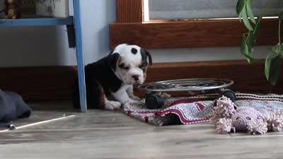 Charlie, a female English Bulldog and Beagle for sale in Baltic, OH – 5 of 5