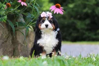 Clover, a female Miniature Bernedoodle for sale in Baltic, OH – 3 of 8