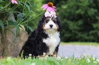 Clover, a female Miniature Bernedoodle for sale in Baltic, OH – 1 of 8