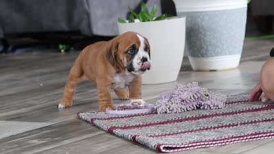 Lucy, a female English Bulldog and Beagle for sale in Baltic, OH – 5 of 5