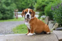 Lucy, a female English Bulldog and Beagle for sale in Baltic, OH – 3 of 6