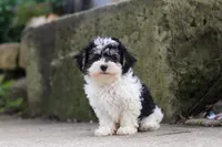 Brodie, a male Maltipoo for sale in Baltic, OH – 3 of 5