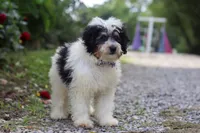 Tundra, a male Miniature Bernedoodle for sale in Baltic, OH – 2 of 5