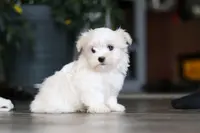 Sage, a female Maltese for sale in Baltic, OH – Photo 6 of 7