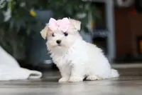 Sage, a female Maltese for sale in Baltic, OH – Photo 1 of 7