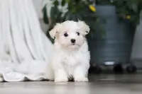 Sage, a female Maltese for sale in Baltic, OH – Photo 5 of 7