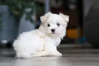 Sage, a female Maltese for sale in Baltic, OH – Photo 4 of 7