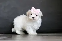 Sage, a female Maltese for sale in Baltic, OH – Photo 3 of 7