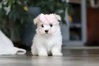 Sage, a female Maltese for sale in Baltic, OH – Photo 2 of 7