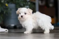 Sage, a female Maltese for sale in Baltic, OH – Photo 7 of 7