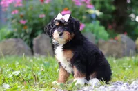 Lotus, a female Miniature Bernedoodle for sale in Baltic, OH – 6 of 7