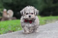 Isaiah, a male Maltipoo for sale in Baltic, OH – 3 of 5