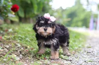 Aleah, a female Maltipoo for sale in Baltic, OH – 5 of 6
