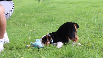 Charlie, a male English Bulldog and Beagle for sale in Baltic, OH – 6 of 6