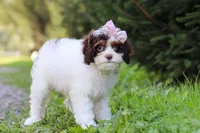 Mariella, a female Cavapoo for sale in Baltic, OH – 6 of 8