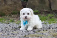 Ben, a male Maltese for sale in Baltic, OH – 2 of 5