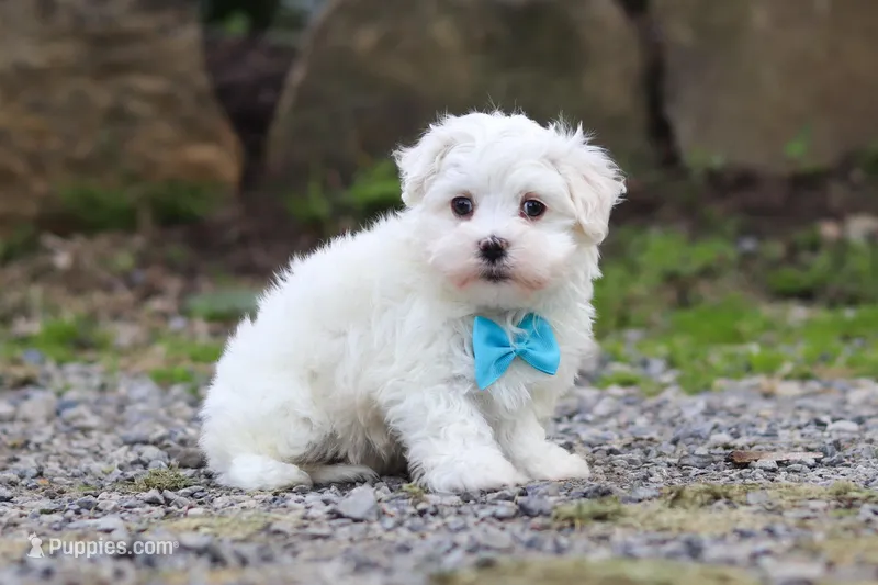 Ben – Maltese puppy for sale in Baltic, OH