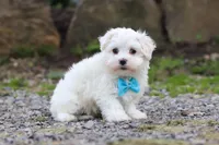 Ben, a male Maltese for sale in Baltic, OH – 1 of 5
