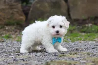 Ben, a male Maltese for sale in Baltic, OH – 4 of 5