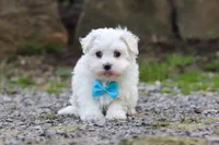 Ben, a male Maltese for sale in Baltic, OH – 5 of 5