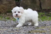 Ben, a male Maltese for sale in Baltic, OH – 3 of 5