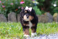 Lotus, a female Miniature Bernedoodle for sale in Baltic, OH – 3 of 7