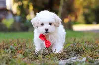 Brody, a male Maltipoo for sale in Baltic, OH – Photo 2 of 6