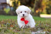 Brody, a male Maltipoo for sale in Baltic, OH – Photo 1 of 6