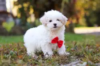 Brody, a male Maltipoo for sale in Baltic, OH – Photo 4 of 6