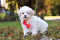 Brody, a male Maltipoo for sale in Baltic, OH – Photo 3 of 6