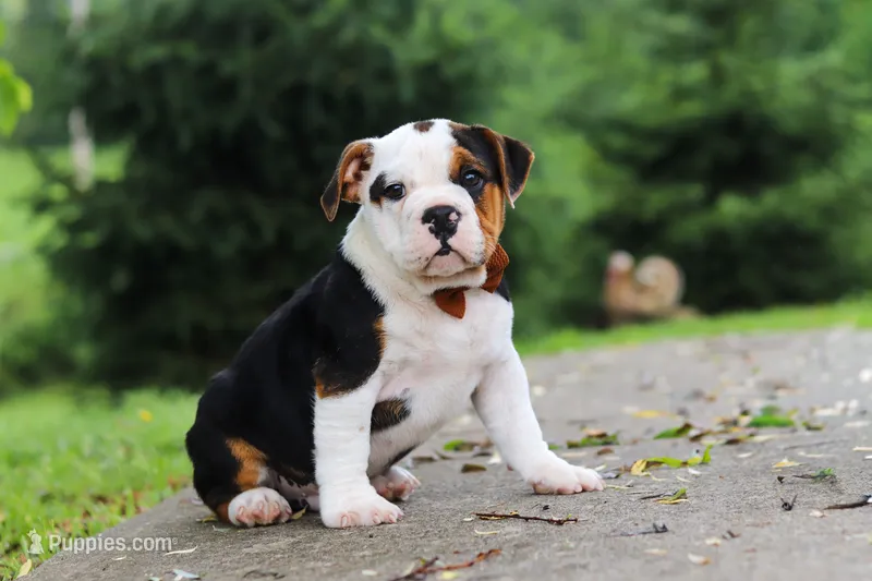 Charlie – English Bulldog, Beagle puppy for sale in Baltic, OH