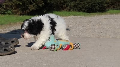 Chase, a male Poodle - Miniature  for sale in Baltic, OH – 5 of 5