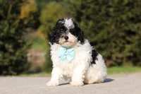 Chase, a male Poodle - Miniature  for sale in Baltic, OH – 2 of 5