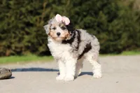 Poppy, a female Poodle - Miniature  for sale in Baltic, OH – 4 of 7
